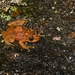 Webtoe Tree Frog - Photo (c) See Gomen, some rights reserved (CC BY-NC), uploaded by See Gomen