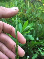 Arabis pycnocarpa adpressipilis