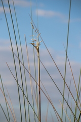 Erwin Sieben, CC0, iNaturalist via GBIF Miscanthidium junceum, photograph Erwin Sieben, CC0, iNaturalist via GBIF