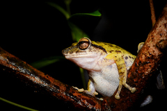 Small-Eared Shrub Frog photo 2