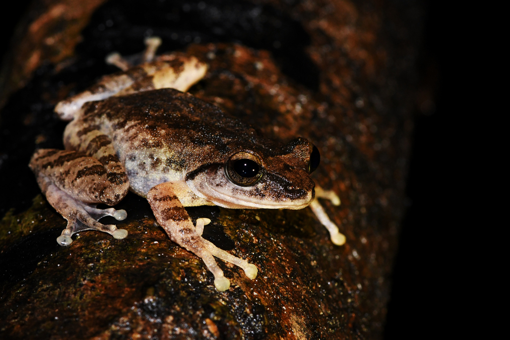 Knuckles Shrub Frog