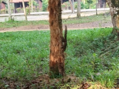 Callosciurus notatus