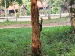 Callosciurus notatus