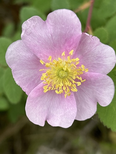 iNaturalist observation photo of California Wild Rose