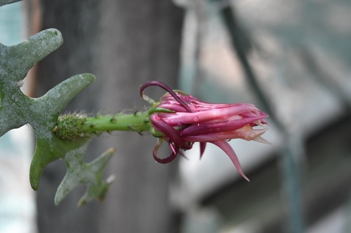 Selenicereus anthonyanus