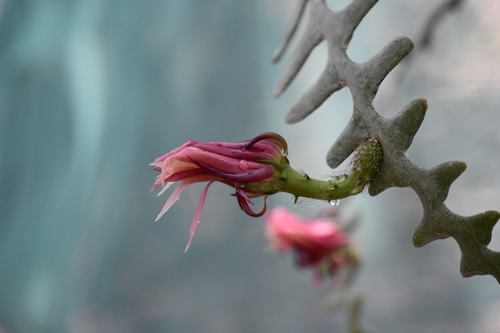 Selenicereus anthonyanus