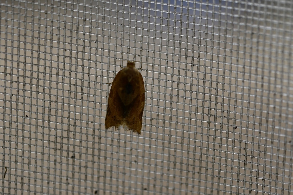 Argyrotaenia confinis