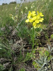 Erysimum flavum altaicum