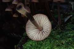 Mycena mariae
