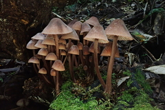 Mycena mariae