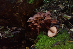 Mycena mariae