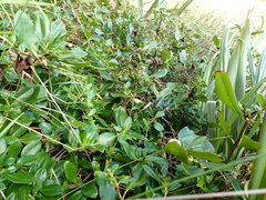 Coprosma repens x robusta