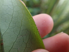 Coprosma repens x robusta