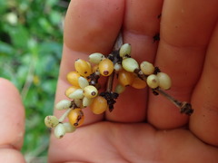 Coprosma repens x robusta