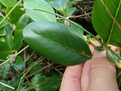 Coprosma repens x robusta