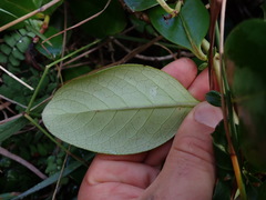 Coprosma repens x robusta
