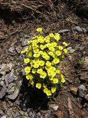 Ranunculus sulphureus