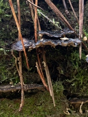 Polyporus nigrocristatus