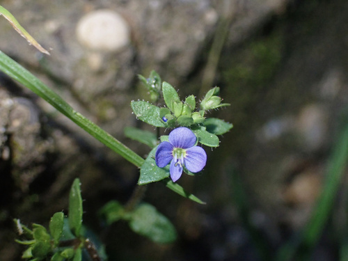 French Speedwell (Veronica acinifolia)