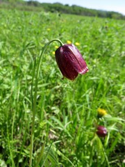 Fritillaria meleagroides