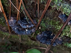 Polyporus nigrocristatus