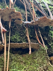 Polyporus nigrocristatus