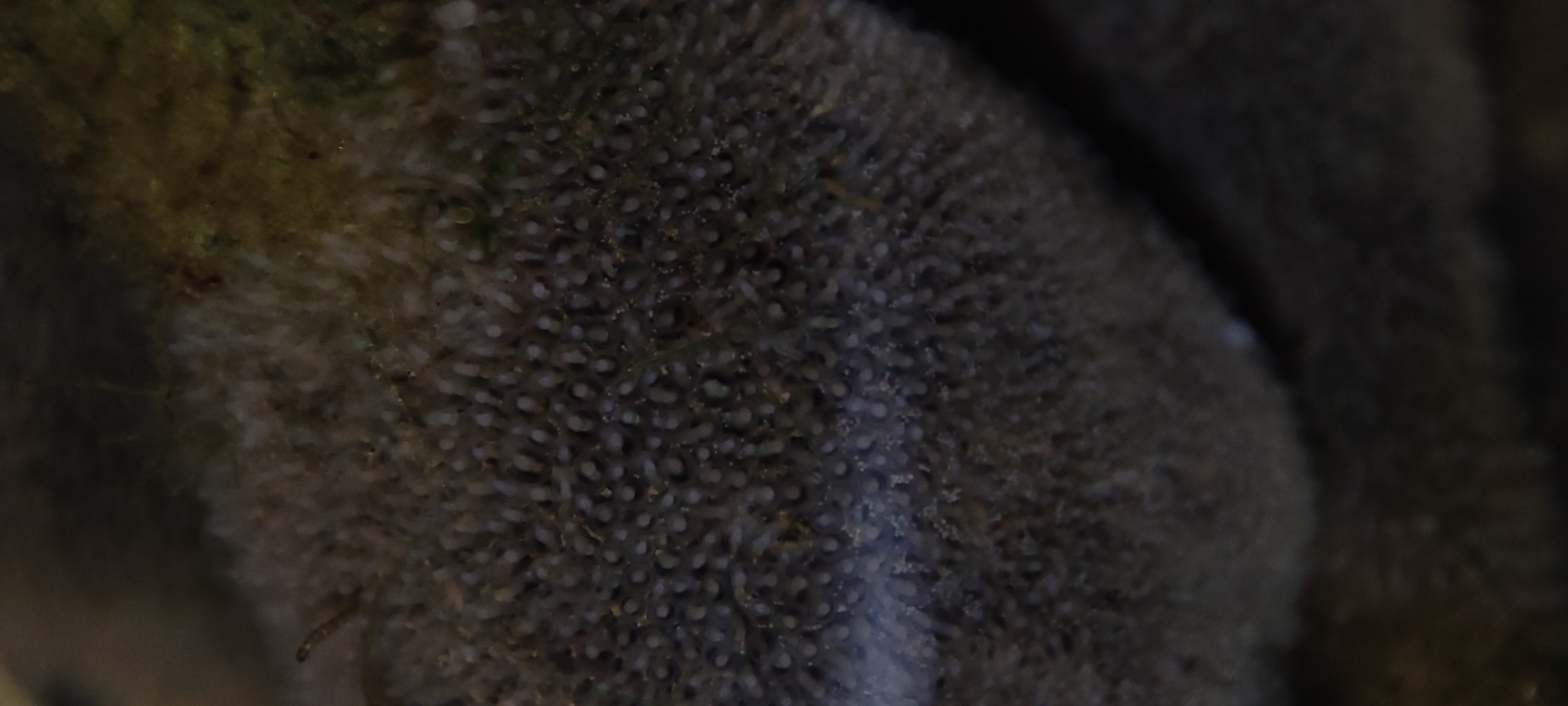 Plumatella fungosa (Pallas, 1768)
