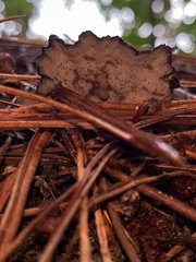 Polyporus nigrocristatus