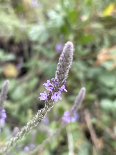 iNaturalist observation photo of western vervain