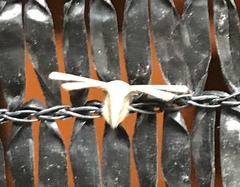 Antiplecta triangularis