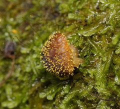 Neobarya agaricicola