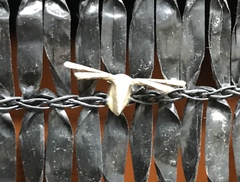 Antiplecta triangularis