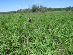 Fritillaria meleagroides