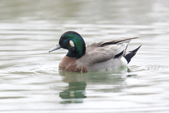 Anas platyrhynchos × Mareca americana