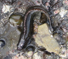 Acanthoclinus fuscus