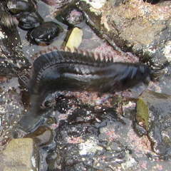 Acanthoclinus fuscus