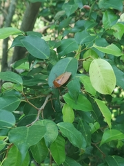 Tessaratoma papillosa