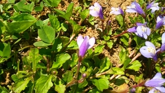 Mazus pumilus