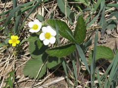 Fragaria orientalis