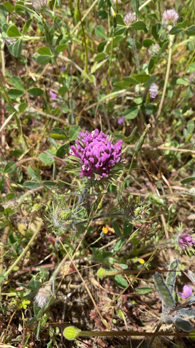 iNaturalist observation photo of purple owl's-clover
