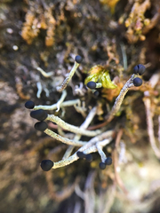 Pilophorus acicularis