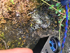 Pilophorus acicularis