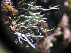 Pilophorus acicularis