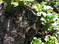 Pilophorus acicularis