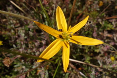 Pauridia linearis