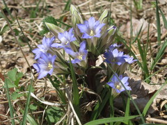 Gentiana zollingeri