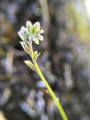Myosotis discolor