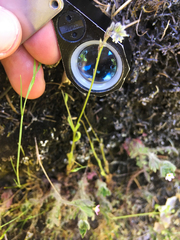 Myosotis discolor