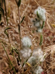 Micropus californicus