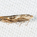 Oak Skeletonizer Moth - Photo (c) Tom Murray, some rights reserved (CC BY-NC), uploaded by Tom Murray